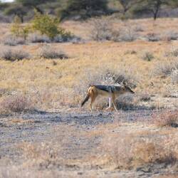 Ein Koyote kreuzt unseren Weg bei der Abfahrt