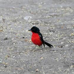 Ein Rotbauchwürger hüpft vorbei