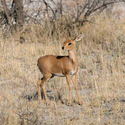 Auch ein kleiner Steinbock schaut noch vorbei