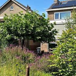 The garden