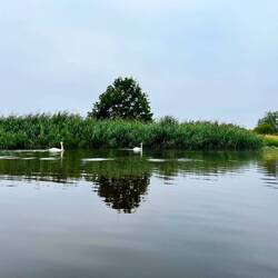 ..nicht nur auf etwas ängstliche Schwäne, sondern..