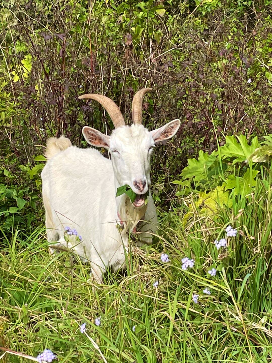 Goat