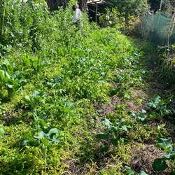 Veggie patch