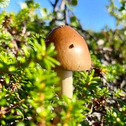 ein freches Pilzchen