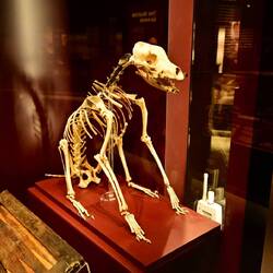 Remaining half of the Mary Rose's dog