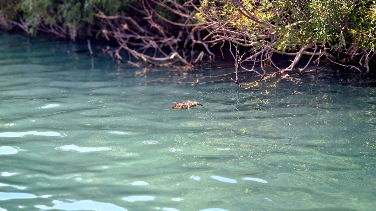Der See ist bekannt für Schildkröten