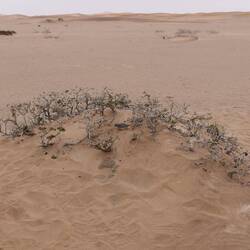 Welches Tier versteckt sich hier?