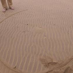 Wo in dem Kreis befindet sich der Wüsten-Gecko?