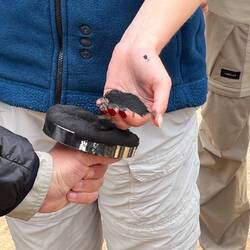 Magnetit aus dem Wüstensand