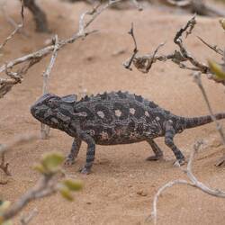 Ein Wüstenchamäleon!
