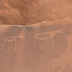 Zwei Antilopen und eine Giraffe