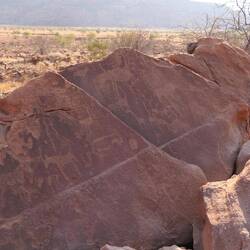 Welche Tiere erkennst du?