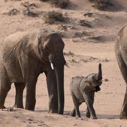 Die zukünftige Anführerin Mimi