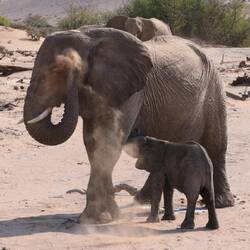 Die kleine Mimi frühstückt, während die Mutter sich der Hauptpflege widmet