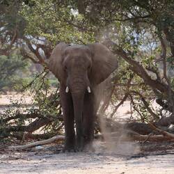 Den ersten einsamen Elefantenbullen finden wir schnell