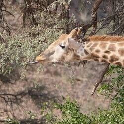Auch eine Giraffe schaut mampfend vorbei