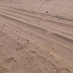 Juhu, frische Spuren! Die Herde muss nah sein!