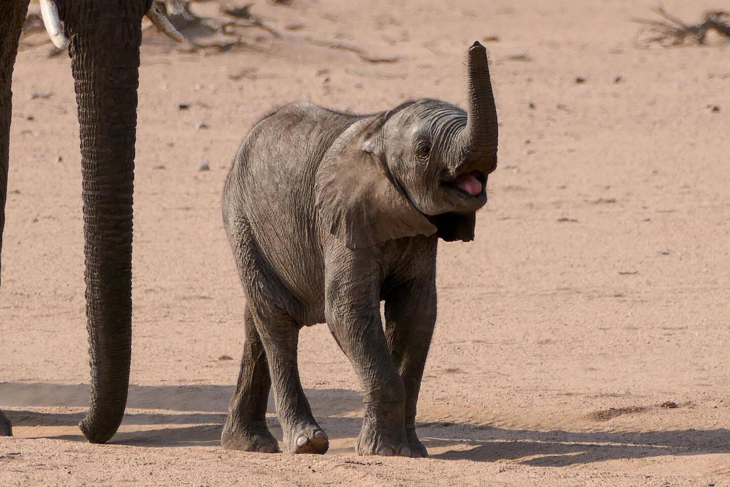 Kleiner Elefant, großes Selbstbewusstsein!