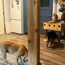 Die Meute bekommt gleichzeitig ihr Futter