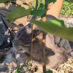 Schwer arbeitender David