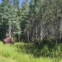 Elk Island National Park