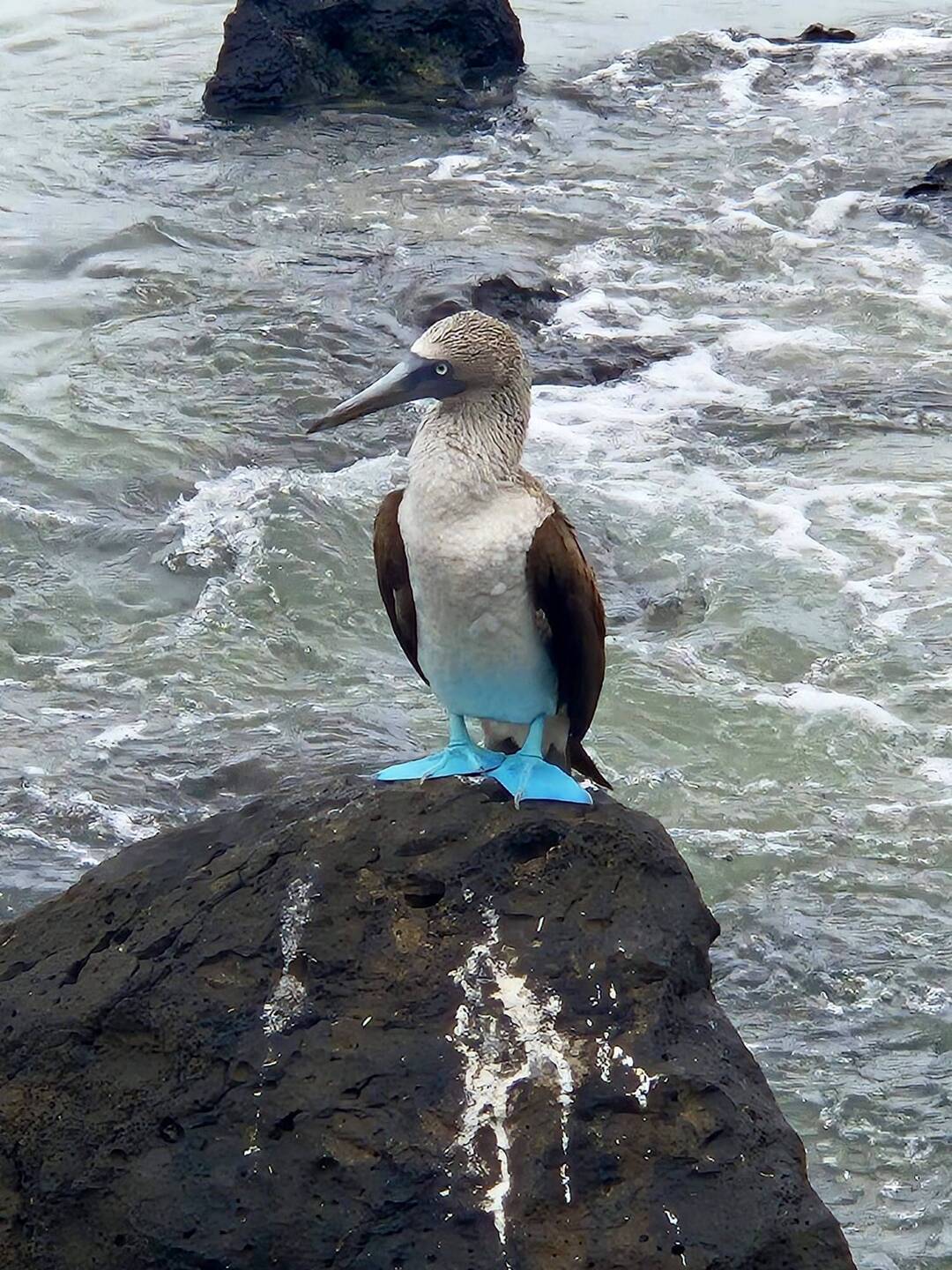 Blue Footed Boobie - gibts nur auf den Galapgos 😍
