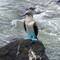 Blue Footed Boobie - gibts nur auf den Galapgos 😍