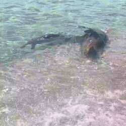 Mit Abstand die verspieltesten Tiere auf der Insel