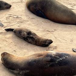 Am Nachmittag war noch dieser putzige Babyseelöwe am Strand 😍