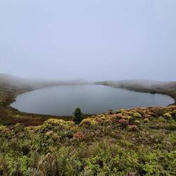 El Junco im Nebel versunken