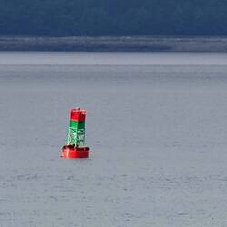 Sea lions sunbathing on a buoy