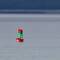 Sea lions sunbathing on a buoy