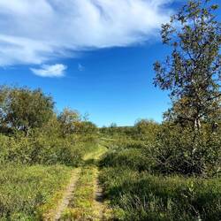 Zu Beginn führte der heutige Weg noch durch einen Birkenwald.