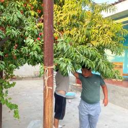 Überall stehen Fruchtbäume