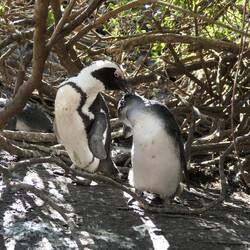 Mama-Pinguin mit Baby