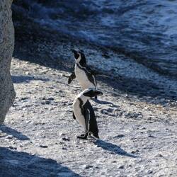 "Schüttel dein Speck"