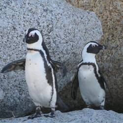 "I believe I can fly"