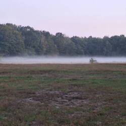 The Fog - Nebel des Grauens