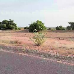 Transportmittel Moped: 3 Männer und 2 Schafe 🥹