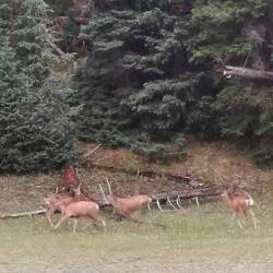 Rehe neben der Straße