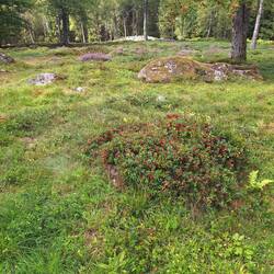 Preiselbeeren vor dem Hügelgrab