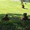 Der versunkene Friedhof von Lilva auf der Insel Muhu