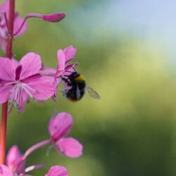 Noch ein Bienchen 🐝