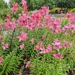Lots of flowers on Prince's Island