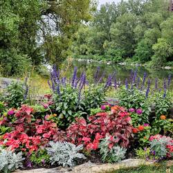 More flowers along the water