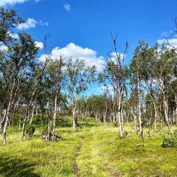 Der wunderschöne Birkenwald wurde mir eine halbe Stunde später fast zum Verhängnis.