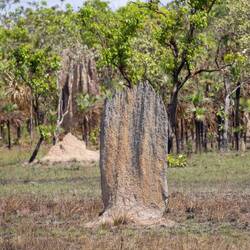 Magnetic Termite Mound