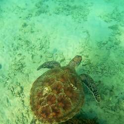 🐢