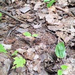 Wer sieht den Frosch?