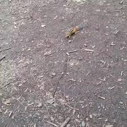 Morgendlicher Chipmunk-Besuch